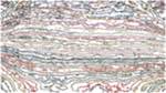 Second of 'reflets — paint action sequence — autorotoscope experiments 1'.