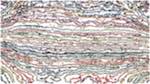 Fourth of 'reflets — paint action sequence — autorotoscope experiments 1'.