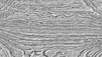 Seventh of 'reflets — msg — processing effects 0 black n white 2'.