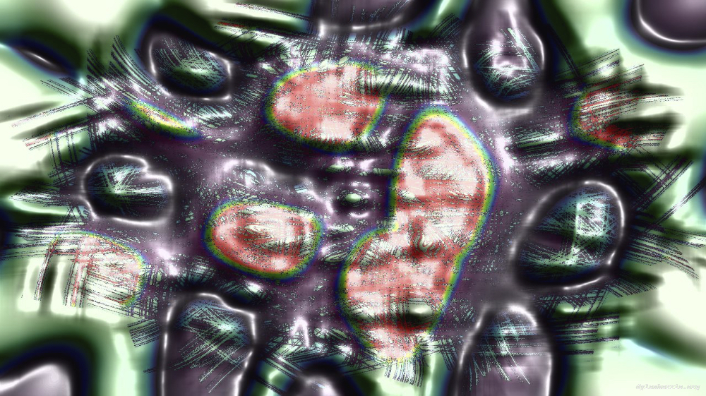 Image 'reflets — msg — variations 0 complex attractors 4 6'.