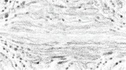 image: an image