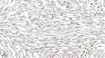 Seventh of 'reflets — paint action sequence — paint 1'.