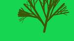 Fourth of 'reflets — msg — abstract 1 plantlike'.