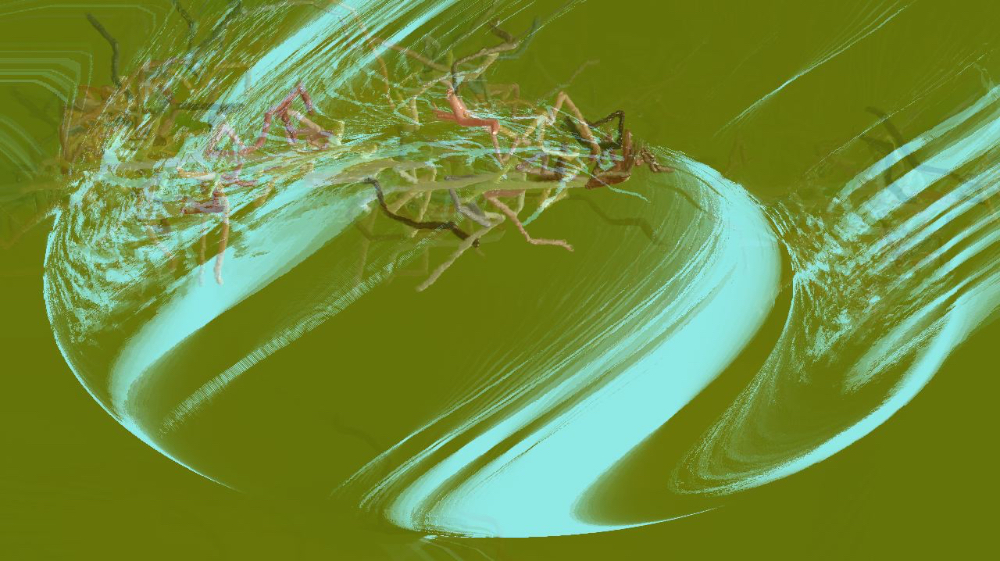 image: an image