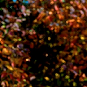 out of focus out of sense image: out of focus out of sense