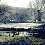 Image: Fourth image from the photoset 'st.neots park (i)'.