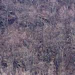 Fifth image from the photoset 'wood (ix)'.