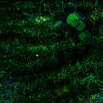 image: Image from the photoset ‘damage (cccix)’.