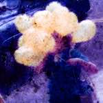 Image: Sixth image from the photoset 'damage (ccxxxi)'.