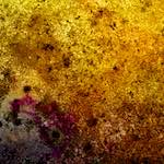 image: Image from the photoset ‘damage (xxi)’.