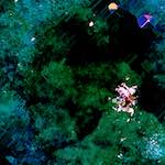 Image: Third image from the photoset 'damage (cxvii)'.