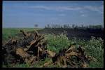 Image: Second image from the photoset 'holme fen'.