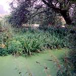 Third image from the photoset 'tempsford (ii)'.
