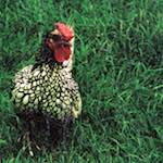 image: Image from the photoset ‘untitled (xxxvi)’.