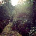 Image: First image from the photoset 'highlands (xiv)'.