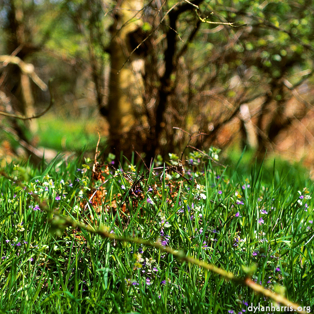 Image 'fen (xi) 1'.