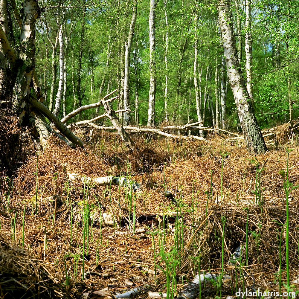 image: This is ‘fen (xii) 2’.