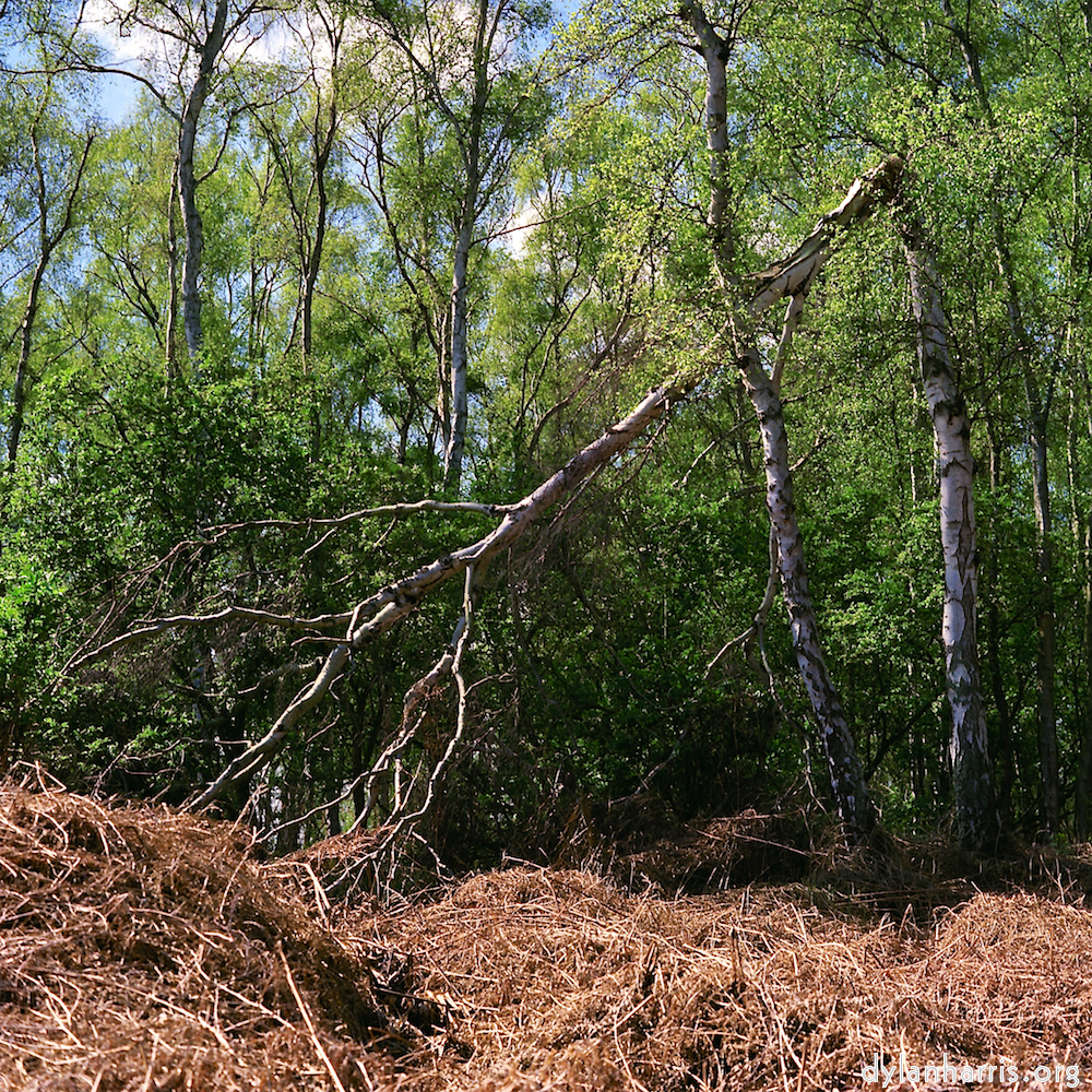 image: This is ‘fen (xii) 4’.