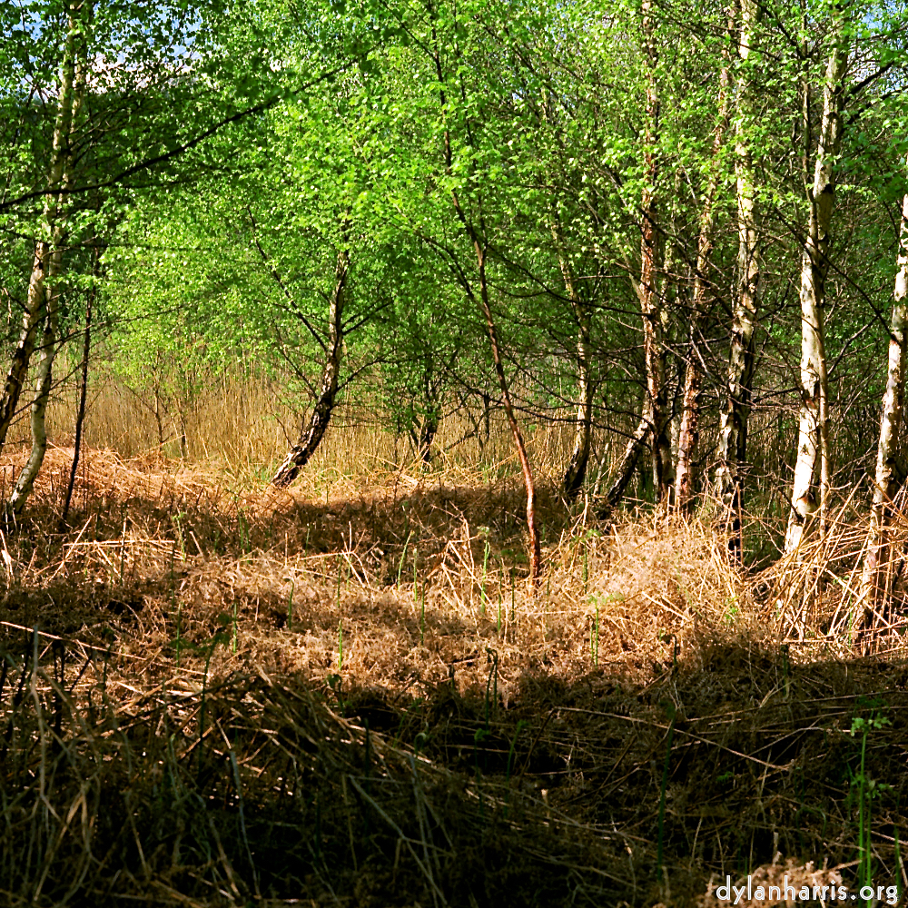 image: This is ‘fen (xii) 6’.