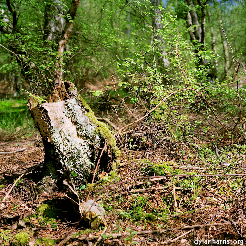 image: This is ‘fen (xii) 7’.