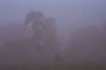 Image: haze cover