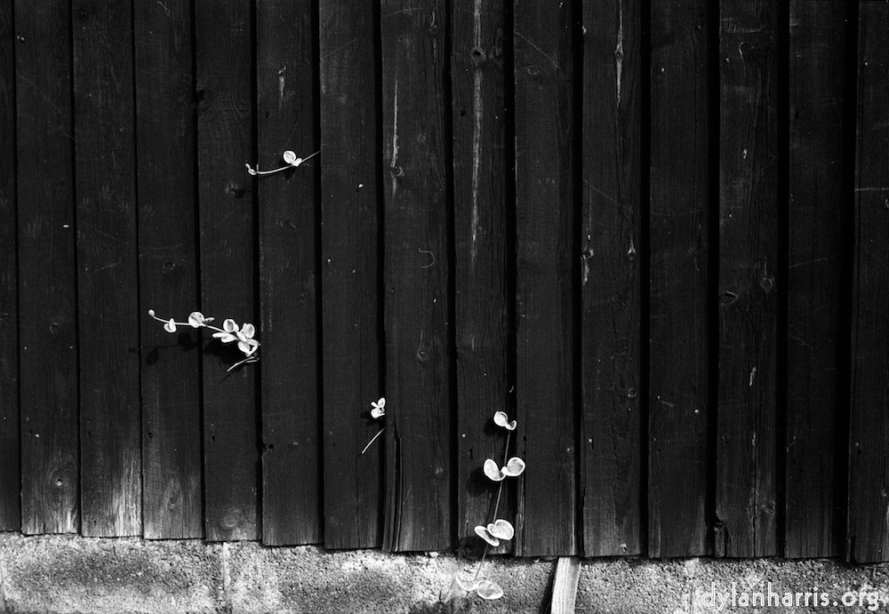 Image: Image 'wood (ii) 2'.