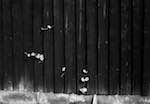 Image: Second image from the photoset 'wood (ii)'.