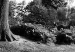Image: Third image from the photoset 'wood (ii)'.