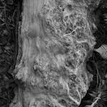 image: Image from the photoset ‘wood (iii)’.