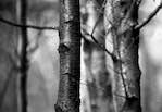 image: Image from the photoset ‘wood (vi)’.