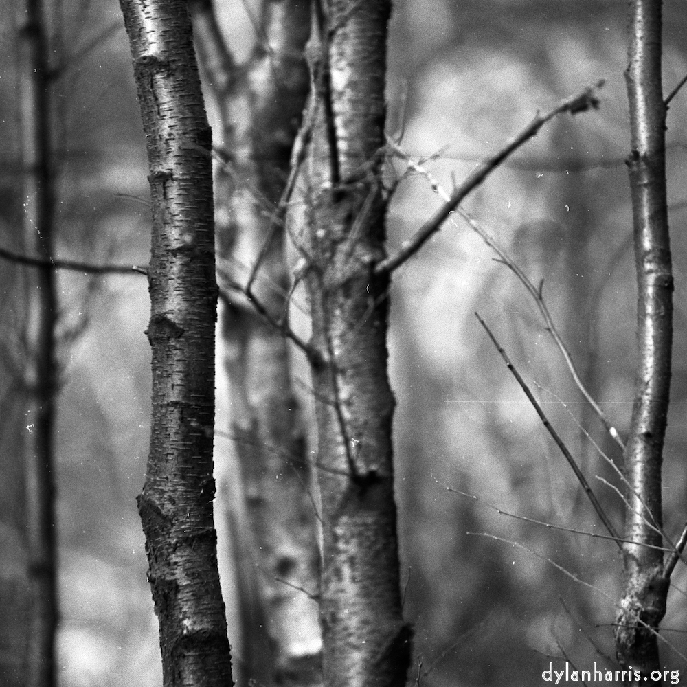 image: young tree branch