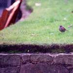 Image: Second image from the photoset 'edinburgh (ii)'.