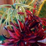 image: Image from the photoset ‘flower (xi)’.