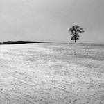 image: tree in snow