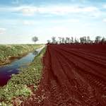 image: A fenland detail