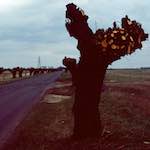 Fifth image from the photoset 'fen (x) '.