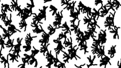 branchy filaments :: bwgrowthbushes