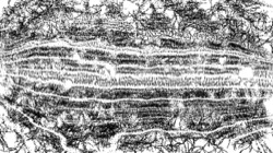 bw hatch 1 :: bwhatcher3