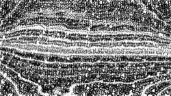 bw hatch 1 :: bwtreeringhatcher1