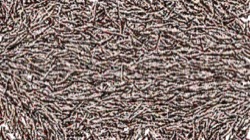 particle pen :: coralpolyps1