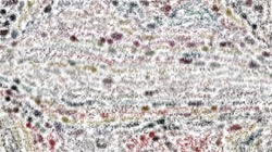 texture strokes :: brushbktexmodpres1