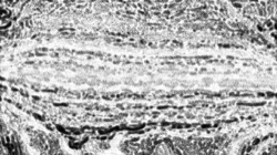 bw effects :: bwtexturehalkftoner1