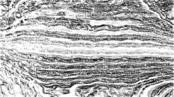 bw effects :: gratscalesketcher1