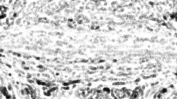 bw effects :: smartblackcharcolersketch1