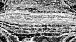 bw effects :: smartblackcharcolersketch1b