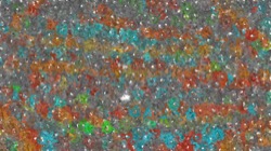 msg paint 1 :: cauaflower1