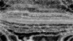 natural media :: bwscratchybristles