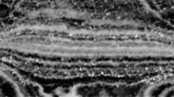 natural media :: bwscratchychalk2