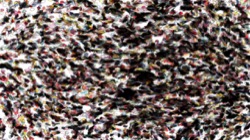 vibrant :: corpusles1