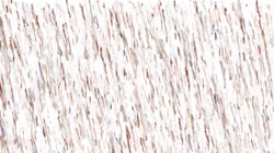 wet :: nibtransparencylatentdripper